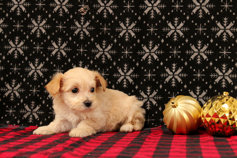 puppy, for, sale, Maltipoo, Matthew B. Stoltzfus, dog, breeder, Gap, PA, dog-breeder, puppy-for-sale, forsale, nearby, find, puppyfind, locator, puppylocator, aca
